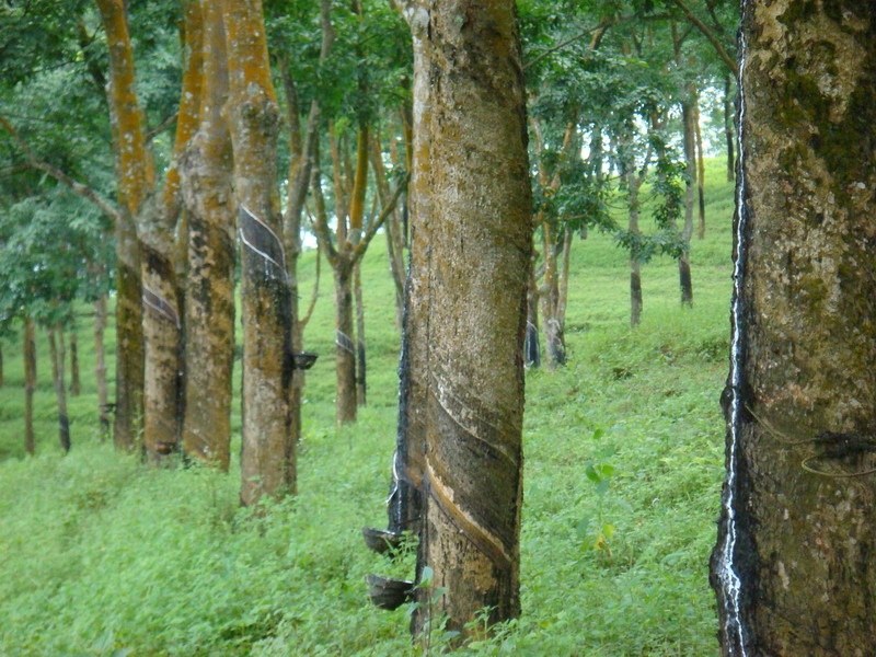 如何了解橡胶期货交割品种?橡胶期货交割流程有哪些? 第1张 如何了解橡胶期货交割品种?橡胶期货交割流程有哪些? 第1张