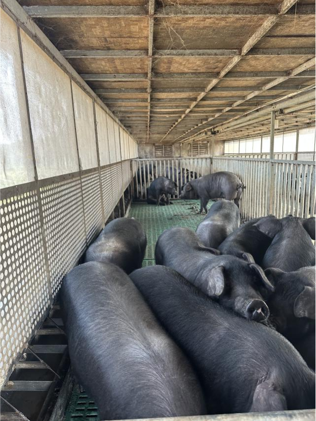 恒丰银行为新春“肉篮子”添“金”  第2张